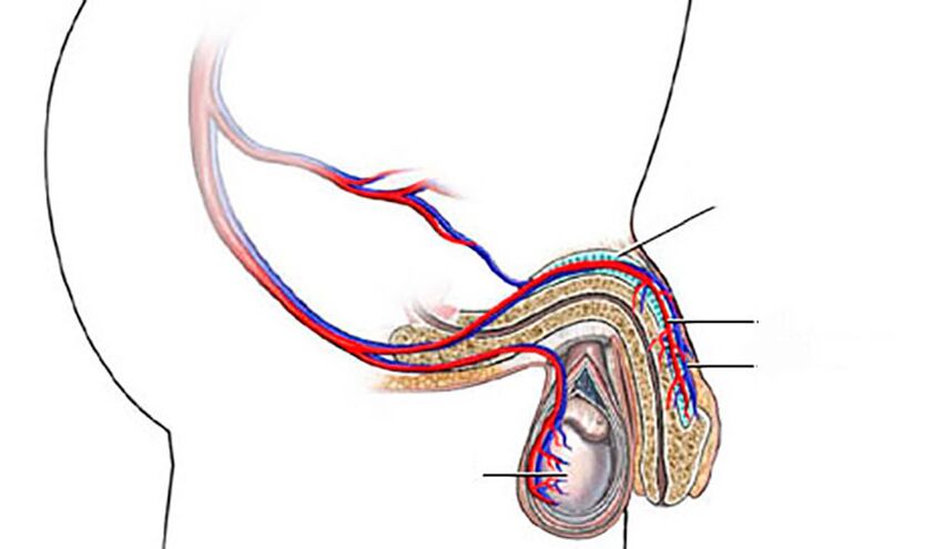 penis structure