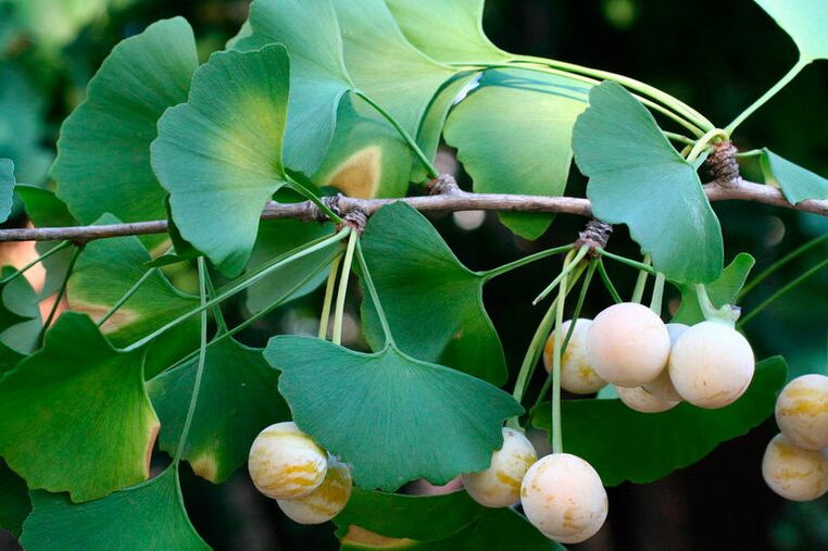 Ginkgo biloba - an exotic herb to enhance strength