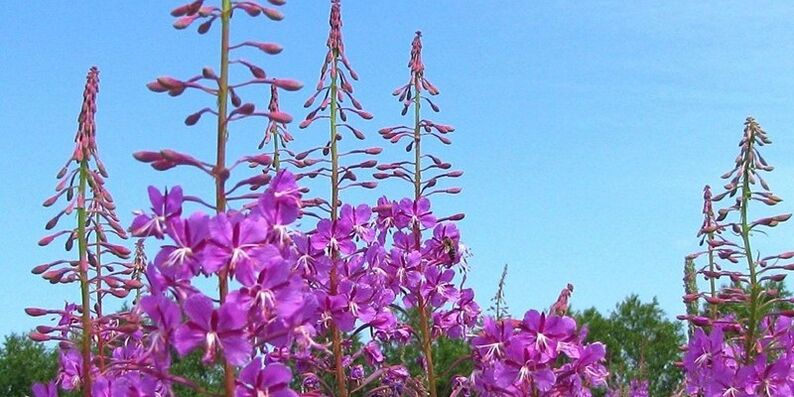 Herbs to increase the strength of men