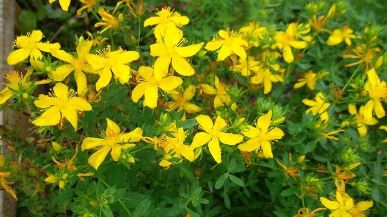 What herbs increases male strength